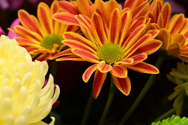 Zblízka Krásné Květiny Kytici — Stock fotografie