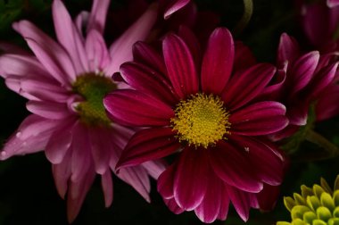 Güzel, parlak sonbahar çiçeklerini kapatın.