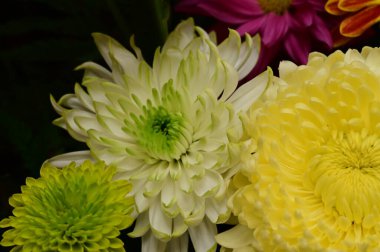 Güzel bir buket çiçek, yakın manzara, yaz konsepti.