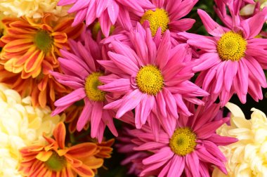 Güzel bir buket çiçek, yakın manzara, yaz konsepti.