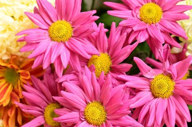 Güzel bir buket çiçek, yakın manzara, yaz konsepti.