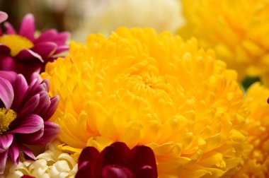 Güzel bir buket çiçek, yakın manzara, yaz konsepti.