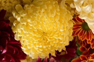 Güzel, parlak sonbahar kasımpatılarını kapatın.