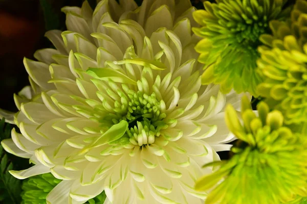 Belles Fleurs Chrysanthème Vert Vue Rapprochée — Photo