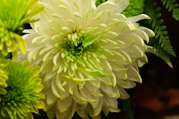 Piękne Zielone Chryzantemy Kwiaty Widok Bliska — Zdjęcie stockowe