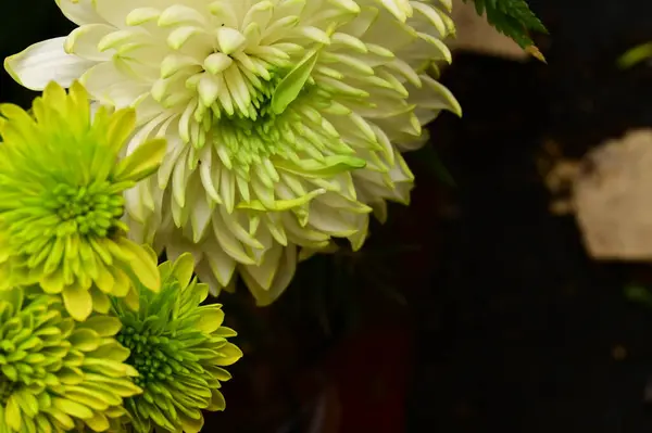 Buketteki Güzel Çiçeklere Yakın — Stok fotoğraf