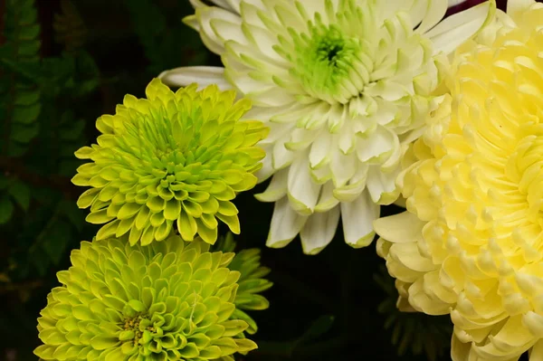 Närbild Vackra Blommor Bukett — Stockfoto