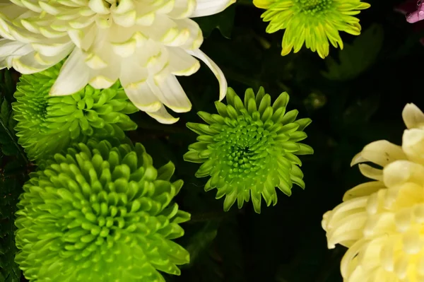 Крупным Планом Красивые Цветы Букете — стоковое фото