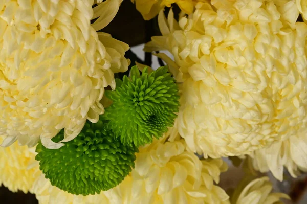 Mooie Groene Witte Gele Chrysant Bloemen Van Dichtbij Bekijken — Stockfoto