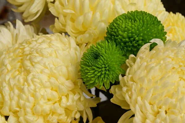 Belles Fleurs Chrysanthème Vert Blanc Jaune Vue Rapprochée — Photo