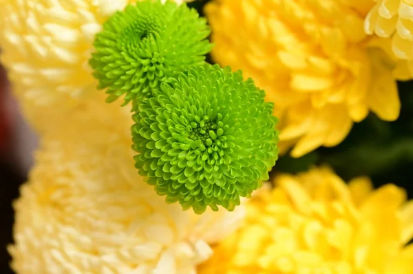 Hermosas Flores Crisantemo Verde Blanco Amarillo Vista Cerca — Foto de Stock