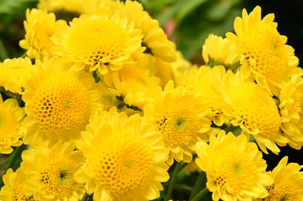 Όμορφα Κίτρινα Λουλούδια Που Αυξάνεται Στον Κήπο — Φωτογραφία Αρχείου
