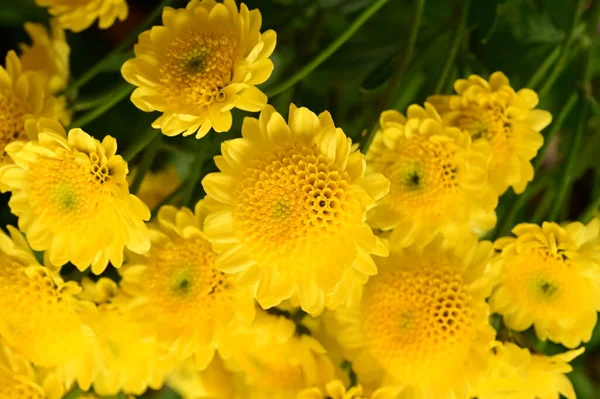 Hermosas Flores Amarillas Que Crecen Jardín — Foto de Stock