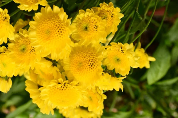 Piękne Żółte Kwiaty Rosnące Ogrodzie — Zdjęcie stockowe