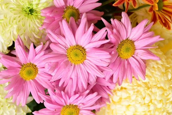 Zbliżenie Piękne Jesienne Kwiaty — Zdjęcie stockowe