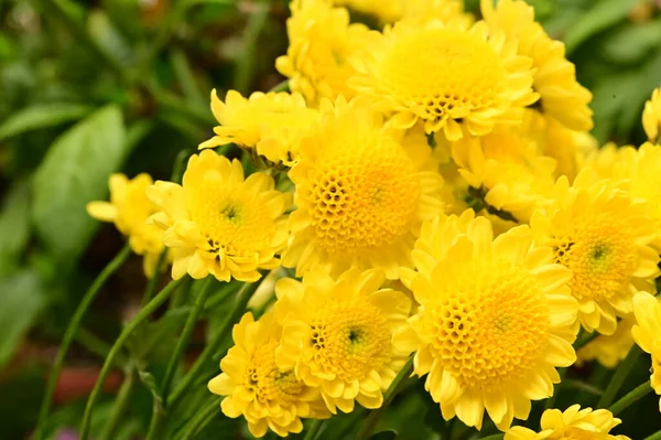 Piękne Żółte Kwiaty Rosnące Ogrodzie — Zdjęcie stockowe