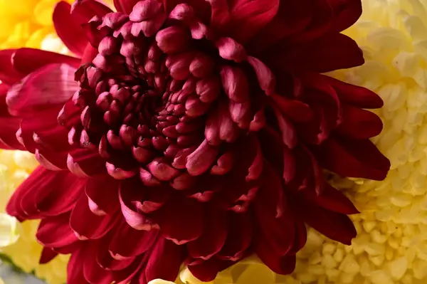 Közel Gyönyörű Fényes Virág — Stock Fotó
