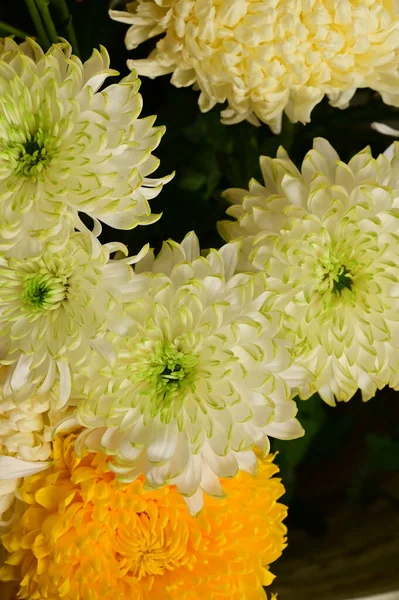 Красивые Белые Желтые Цветы Хризантемы Крупный План — стоковое фото