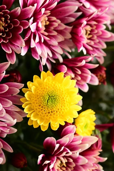 Schöne Rosa Und Gelbe Chrysanthemenblüten Nahsicht — Stockfoto