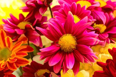 Güzel, parlak sonbahar kasımpatılarını kapatın.