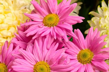 Güzel bir buket çiçek, yakın manzara, yaz konsepti.