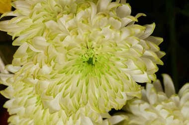 siyah zemin üzerine beyaz krizantem