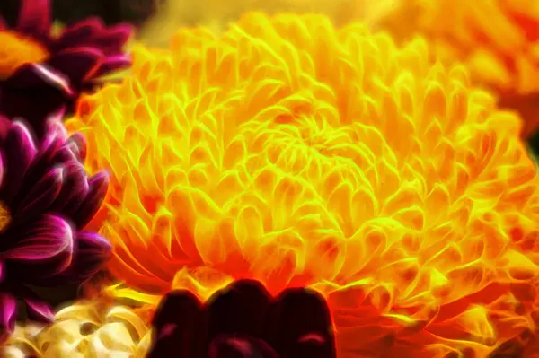 Gros Plan Beaux Chrysanthèmes Automne Lumineux — Photo