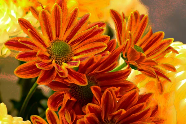 Zbliżenie Piękne Chryzantemy Jesienią — Zdjęcie stockowe