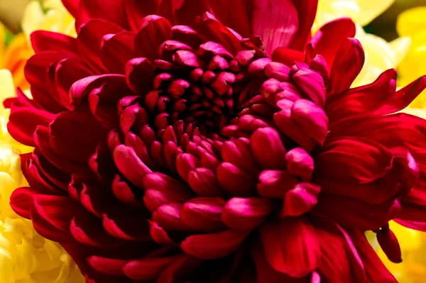 Primer Plano Hermosa Flor Brillante — Foto de Stock