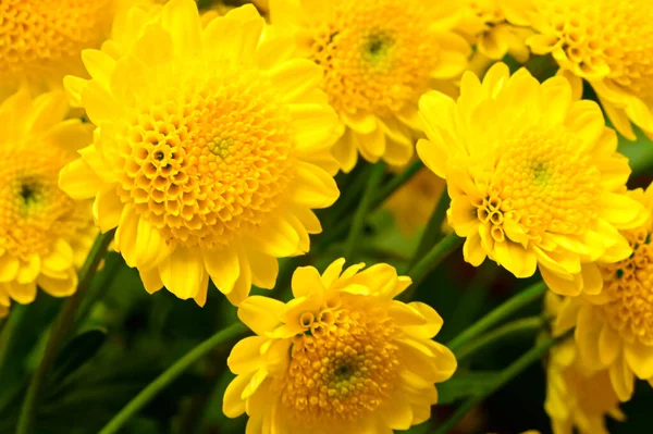 Flores Crisantemo Amarillo Vista Cerca — Foto de Stock