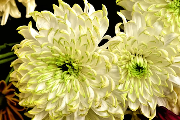 Gros Plan Belles Fleurs Automne Lumineuses — Photo