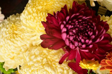 Güzel, parlak sonbahar çiçeklerini kapatın.  