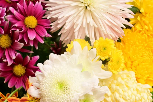 Piękny Bukiet Kwiatów Widok Bliska Koncepcja Latem — Zdjęcie stockowe
