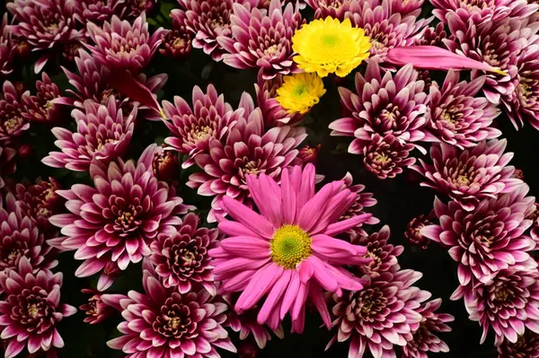 Primer Plano Hermosas Flores Otoño Brillantes — Foto de Stock