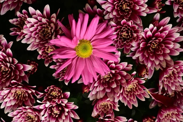 Güzel Parlak Sonbahar Çiçeklerini Kapatın — Stok fotoğraf