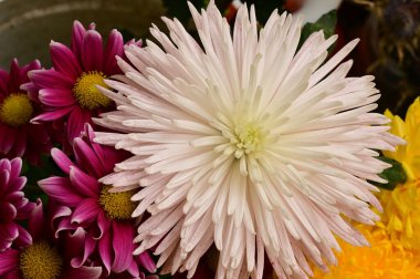 Güzel bir buket çiçek, yakın manzara, yaz konsepti.