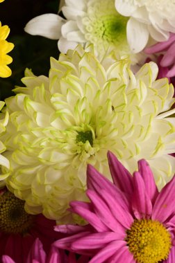 Güzel bir buket çiçek, yakın manzara, yaz konsepti.