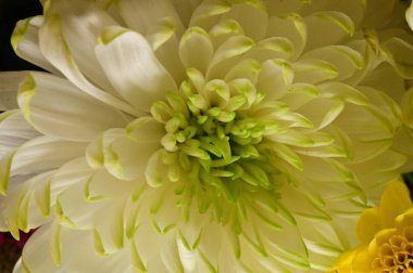 Güzel, parlak sonbahar çiçeklerini kapatın.  