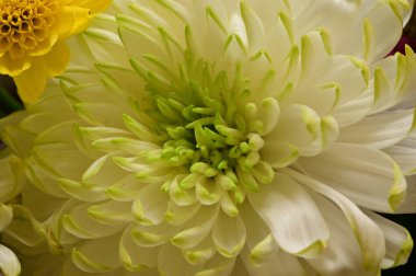 Güzel, parlak sonbahar çiçeklerini kapatın.  