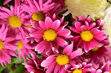 Güzel, parlak sonbahar çiçeklerini kapatın.  