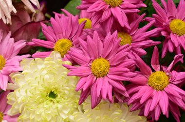 Güzel bir buket çiçek, yakın manzara, yaz konsepti.