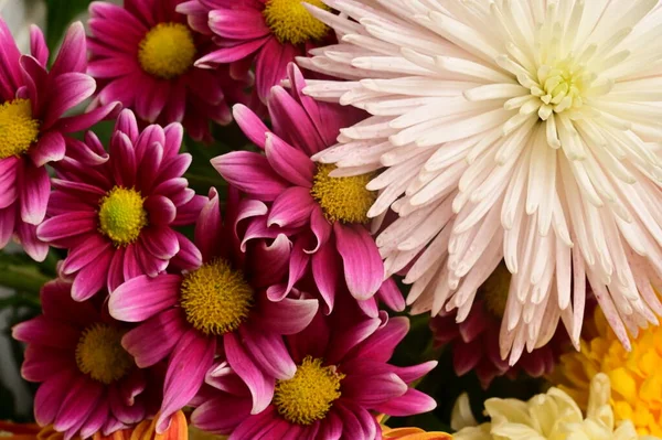 Krásná Kytice Květin Zblízka Pohled Letní Koncept — Stock fotografie