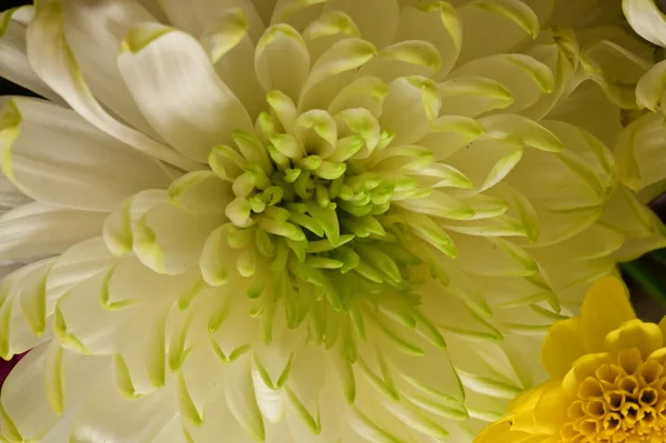 Close Beautiful Bright Flower — Stock Photo, Image