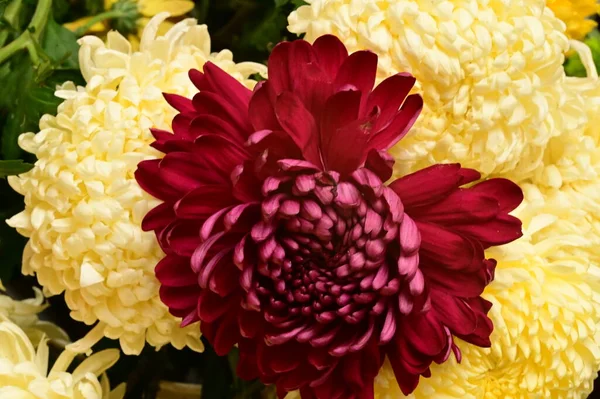 Close Από Όμορφα Φωτεινά Φθινοπωρινά Λουλούδια — Φωτογραφία Αρχείου