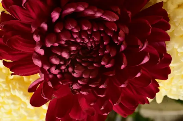 stock image close up of beautiful  bright autumn   flowers  