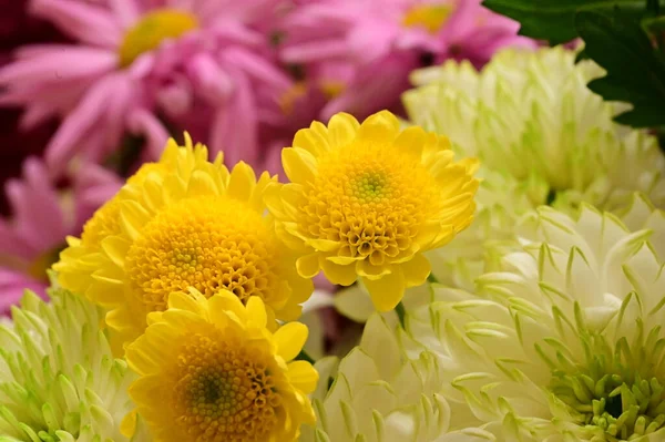 美しい花の花束を間近で見られる夏のコンセプト — ストック写真