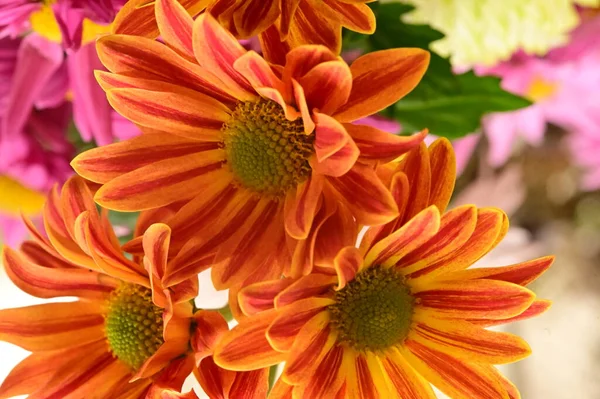 Zblízka Krásné Jasné Podzimní Květiny — Stock fotografie