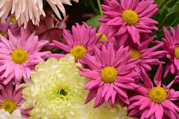 Stock image beautiful bouquet of flowers, close up view, summer concept