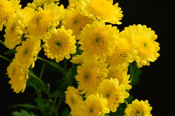 stock image beautiful yellow chrysanthemum flowers on dark background