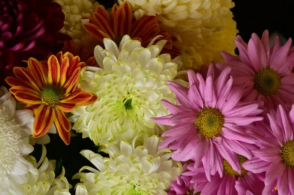Güzel Bir Buket Çiçek Yakın Manzara Yaz Konsepti — Stok fotoğraf